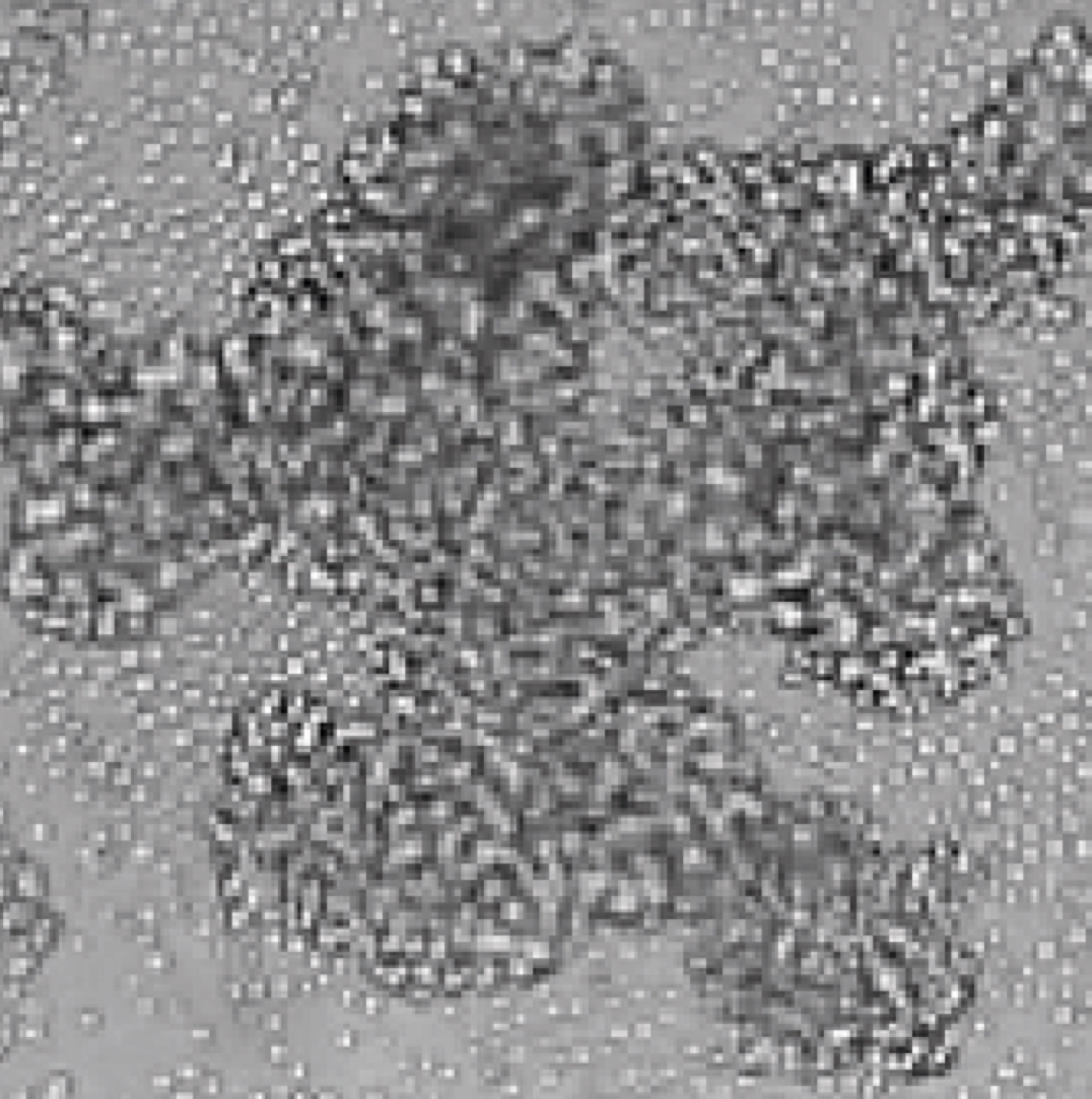1.2mM 마그네슘을 투여한 림프종 조직 이미지